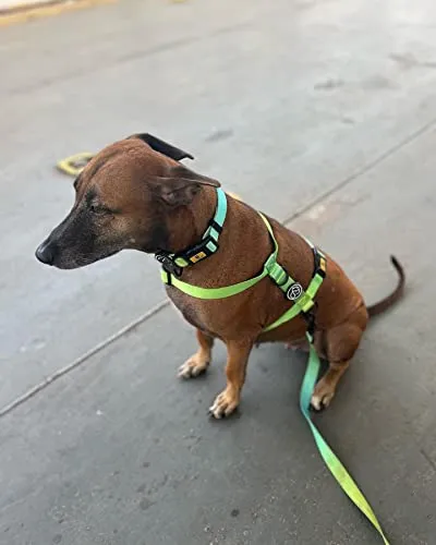 A a Pets' Leash in Gradient Design - Green