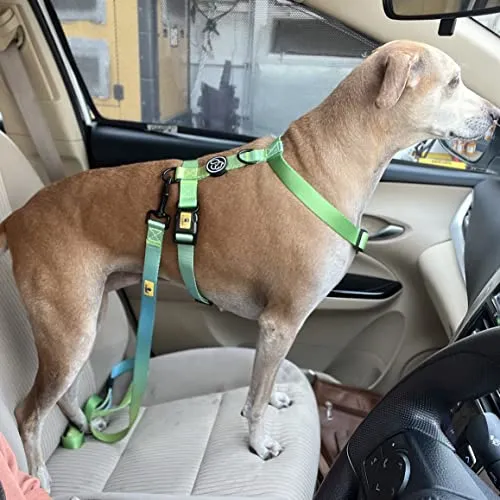 A a Pets' Leash in Gradient Design - Green