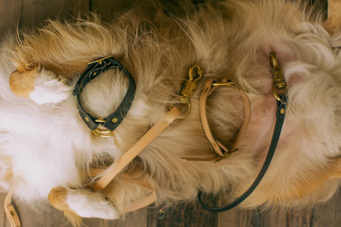 Big Dog Leash