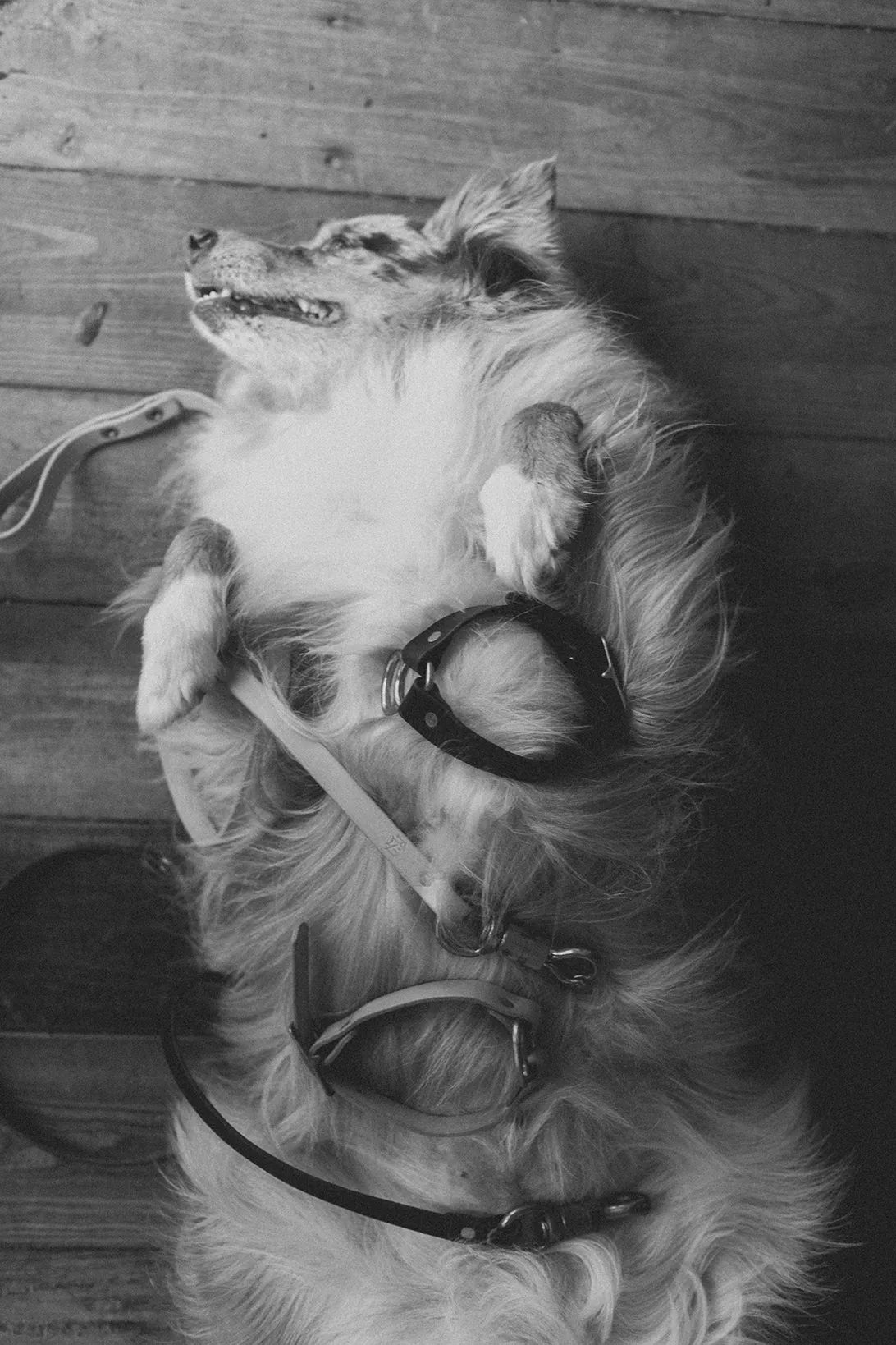 Big Dog Leash