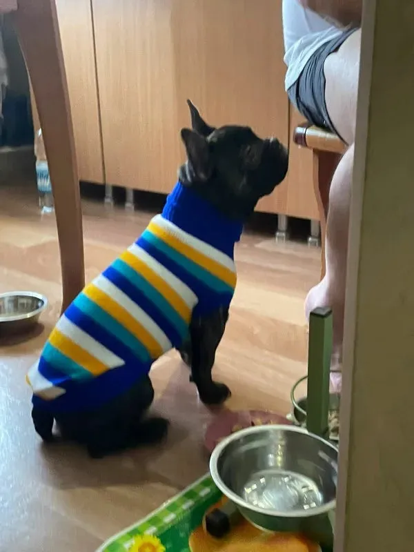 Cozy Knitted Sweater for Small to Medium Dogs and Cats