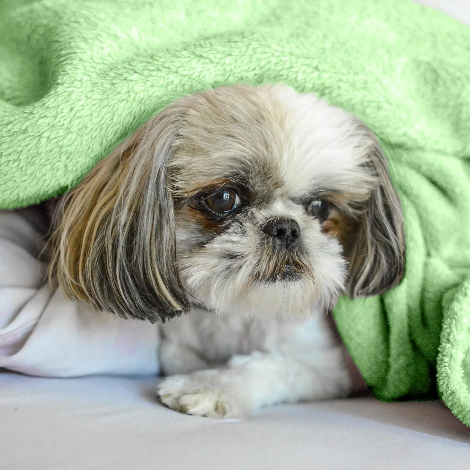 Dog Blanket - Lightweight Breathable Warm Cozy Soft Throw Blanket - Olive Green - 30x40 Inches