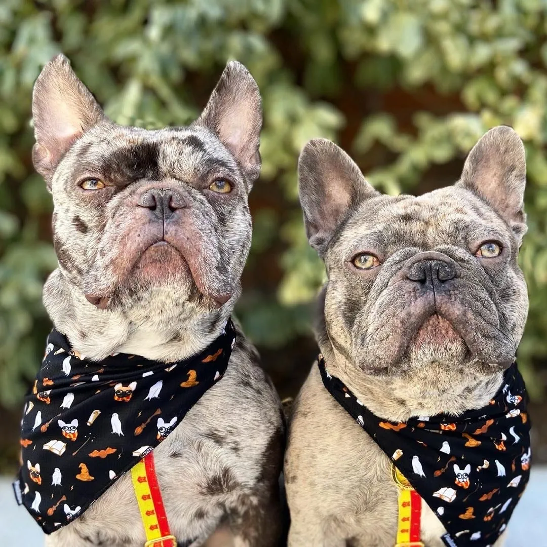 Frenchiestore Adjustable Pet Health Strap Harness | Harry Pupper
