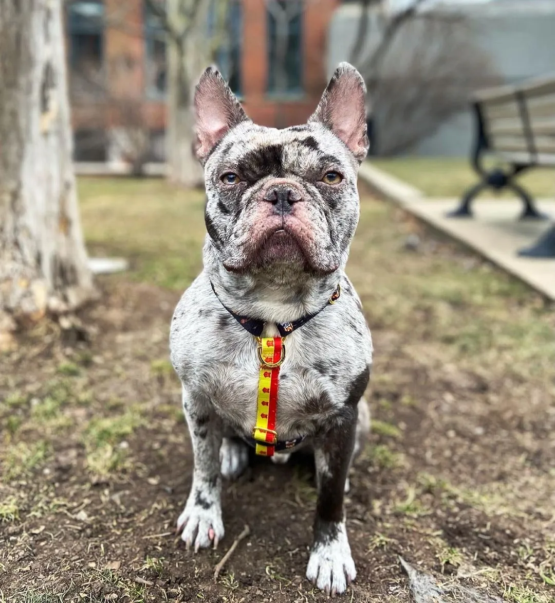 Frenchiestore Adjustable Pet Health Strap Harness | Harry Pupper