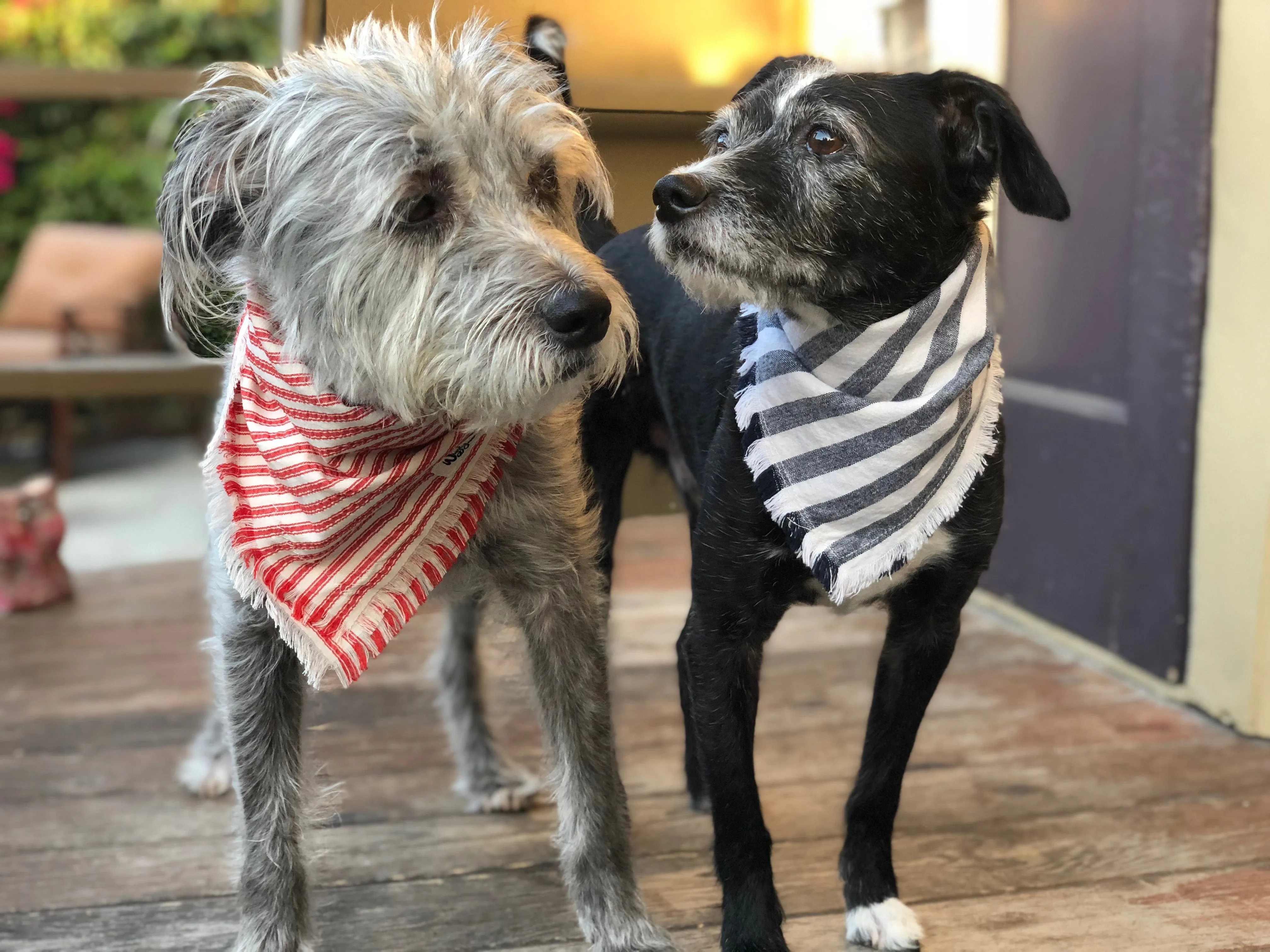 Fringed Indigo Striped Dog Bandana