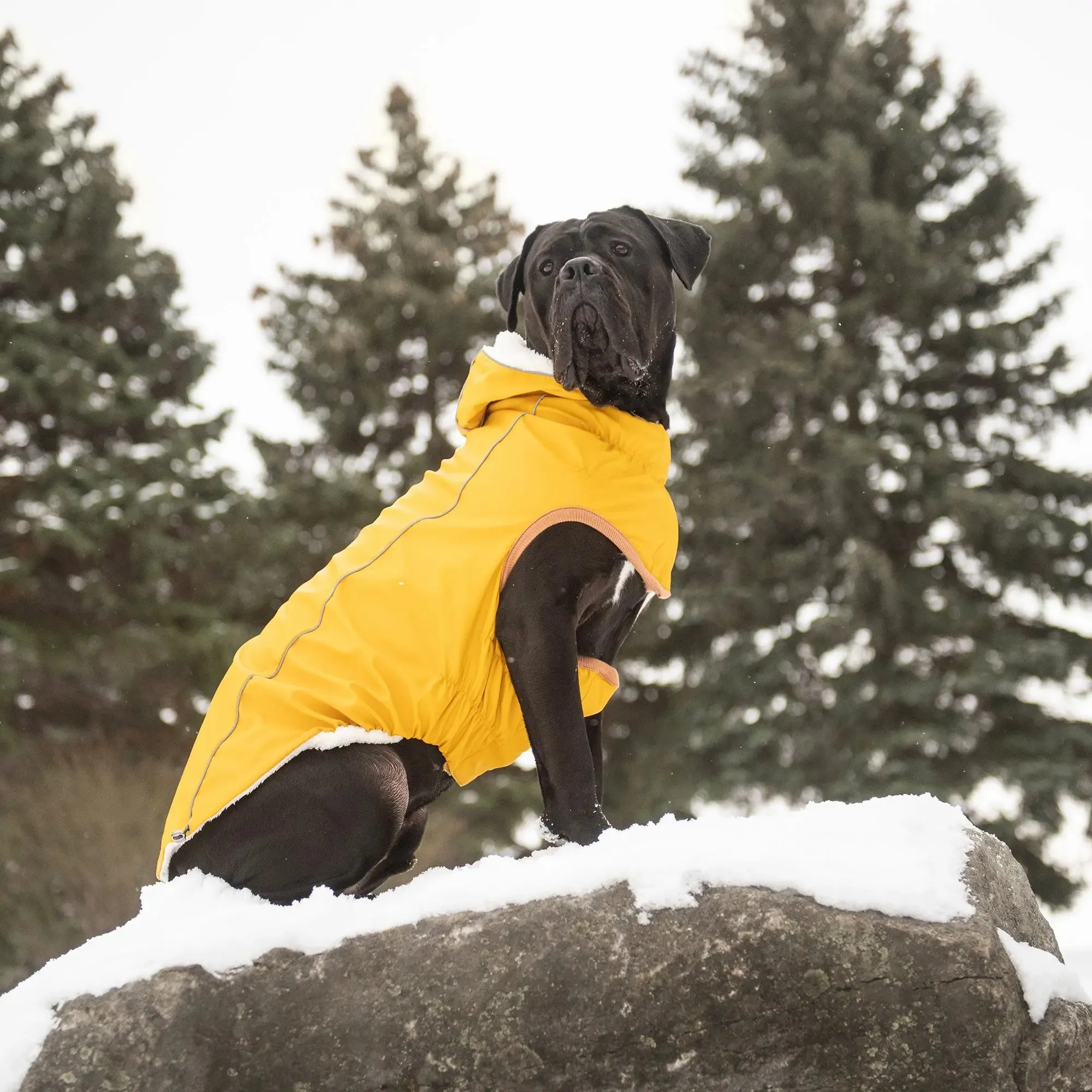 Insulated Dog Raincoat | Yellow
