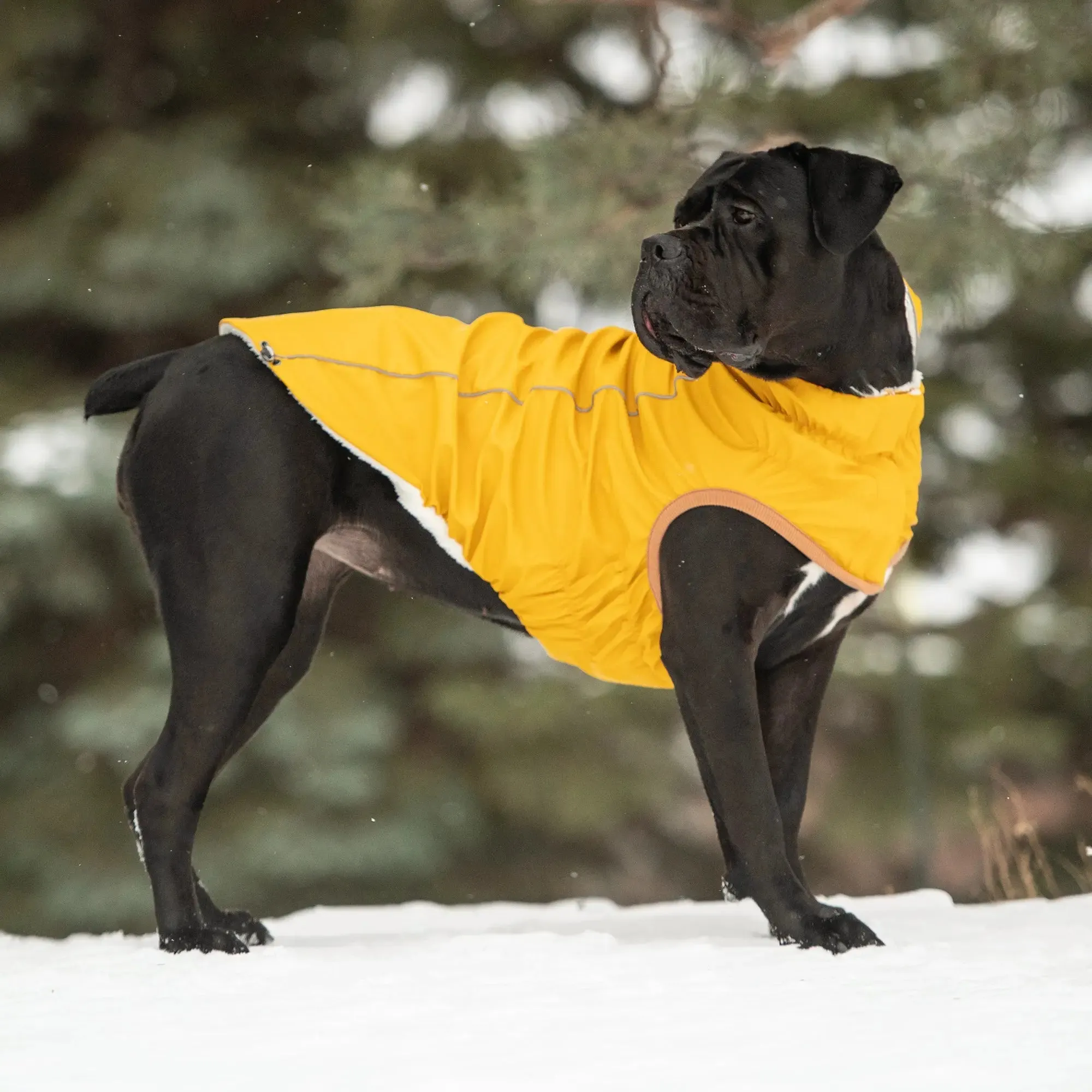 Insulated Dog Raincoat | Yellow