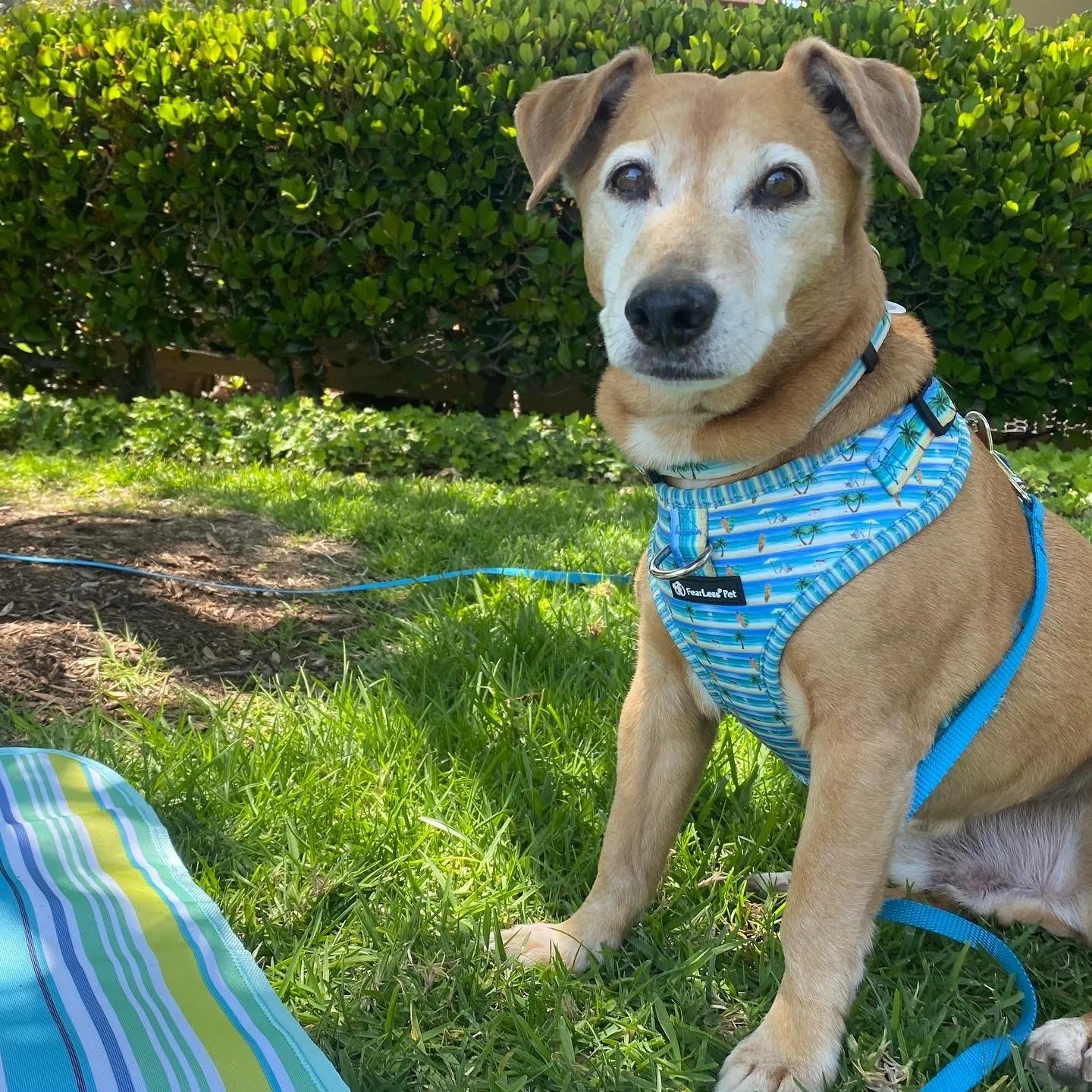 No Pull Pet Harness - Beach