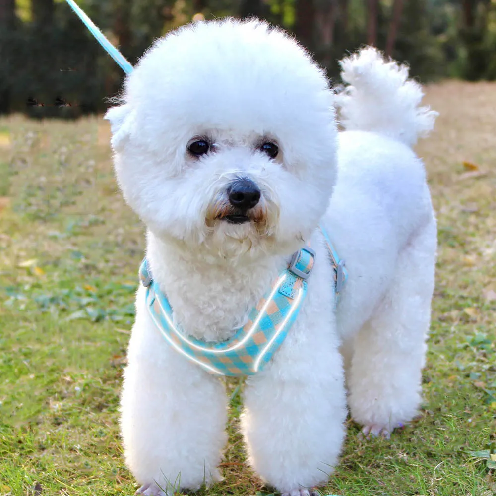 PAWS ASIA Manufacturers Cute Cheap Cotton Reflective Adjustable Dog Harness And Leash