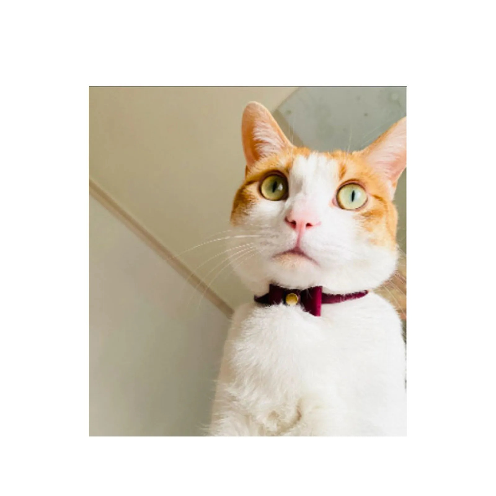 Pet Collar