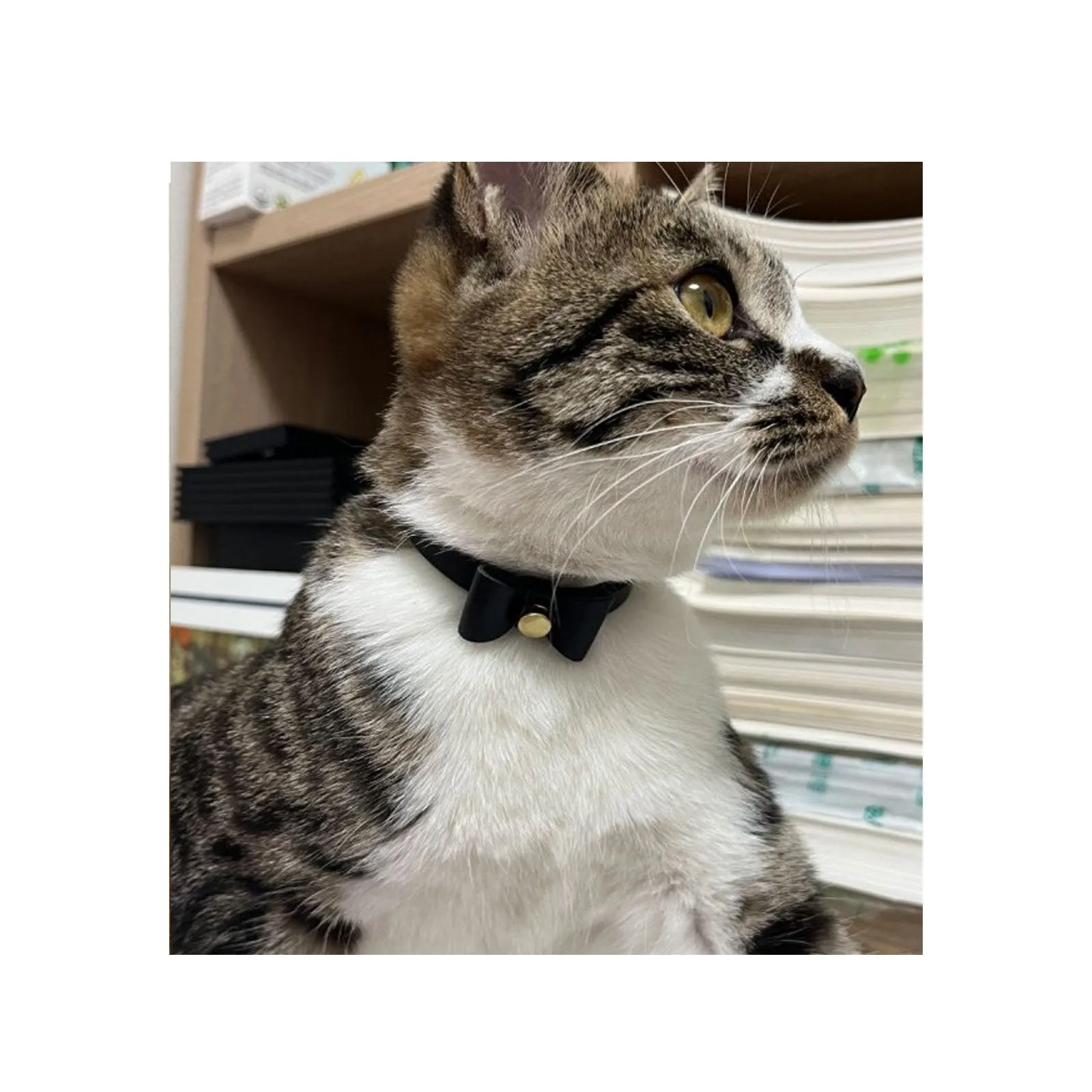 Pet Collar