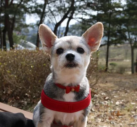Pet Collar