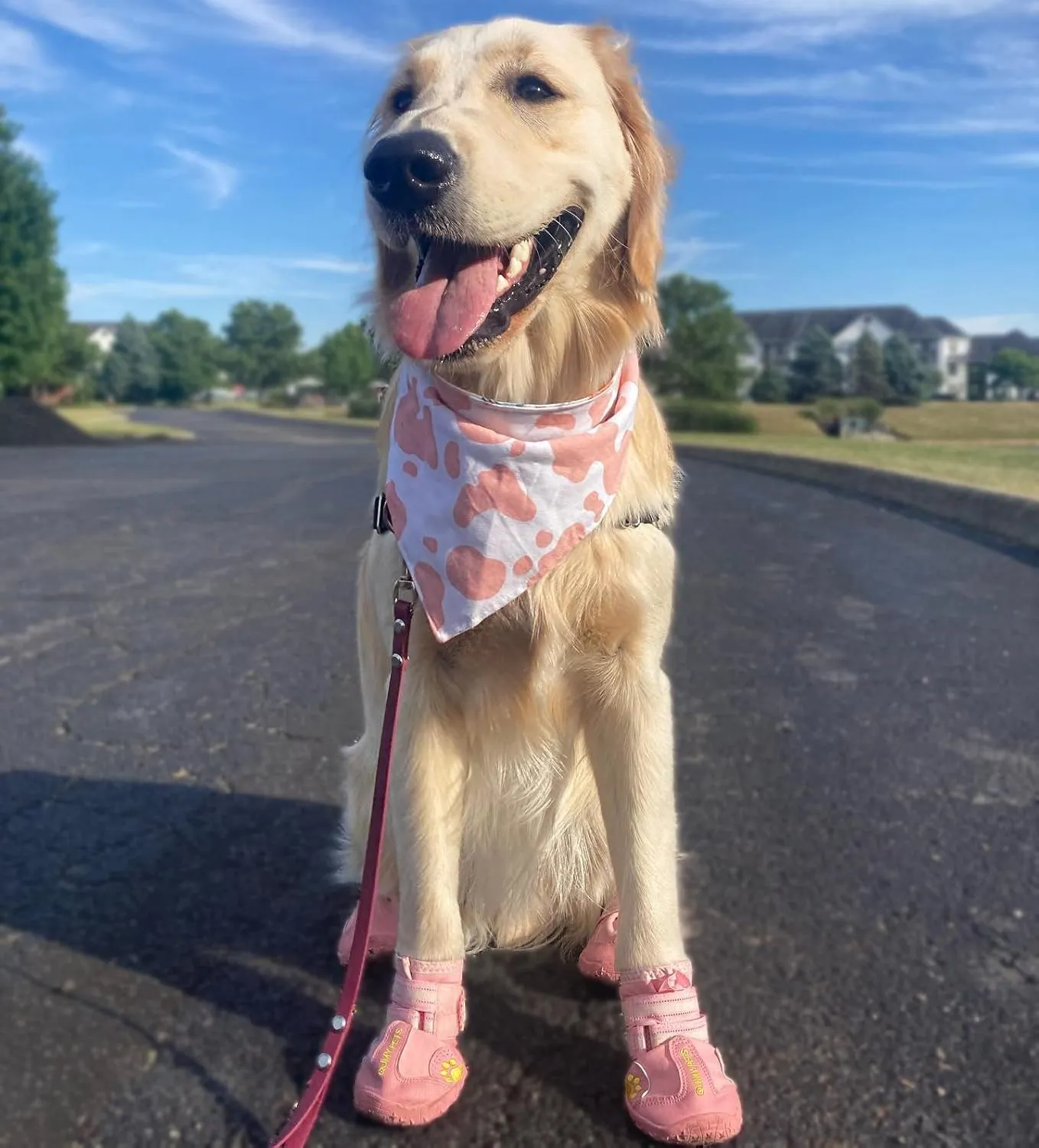 QUMY Dog Shoes for Large Dogs, Medium Dog Boots & Paw Protectors for Winter Snowy Day, Summer Hot Pavement, Waterproof in Rainy Weather, Outdoor Walking, Indoor Hardfloors Anti Slip Sole Pink 6