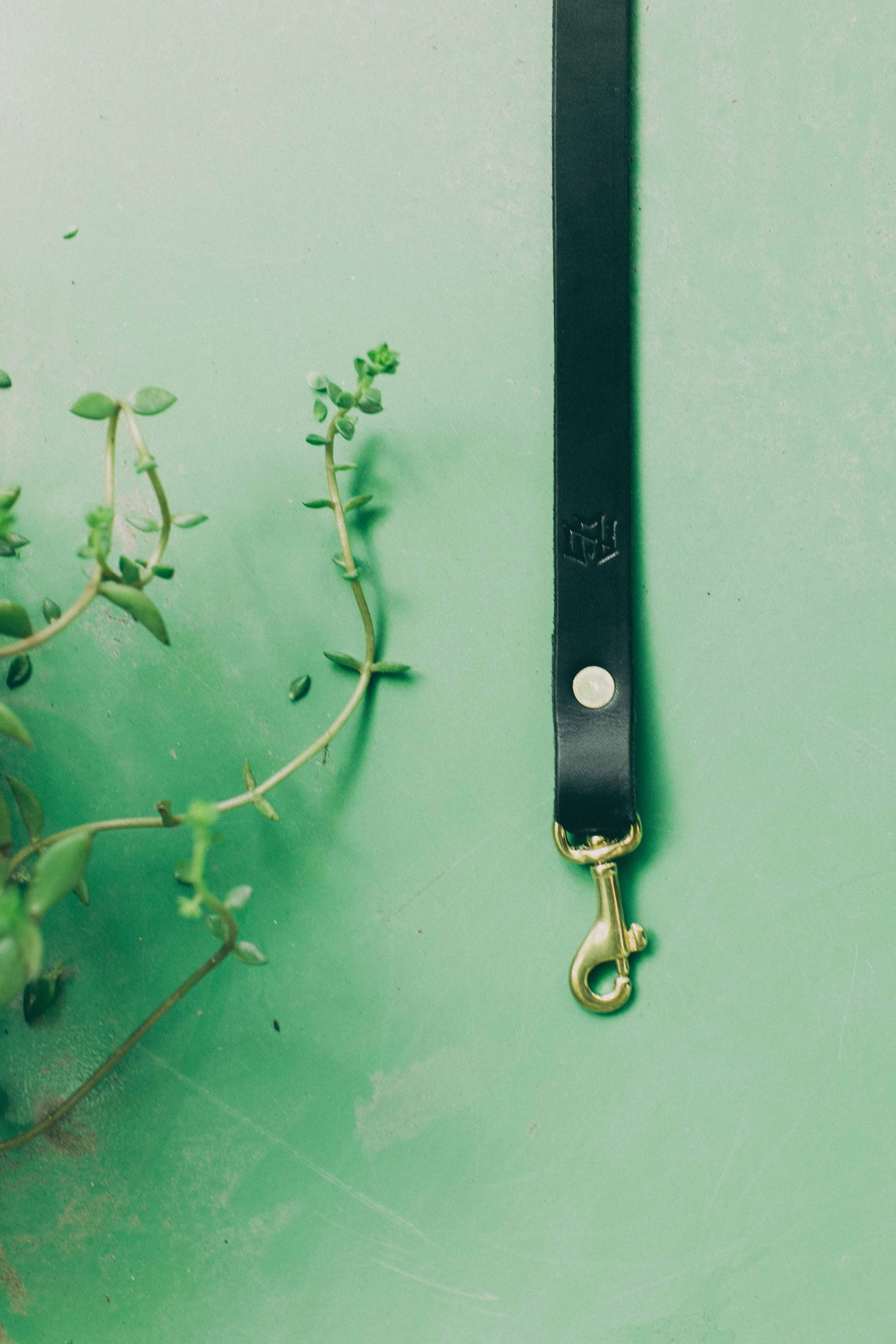Small Dog Leash