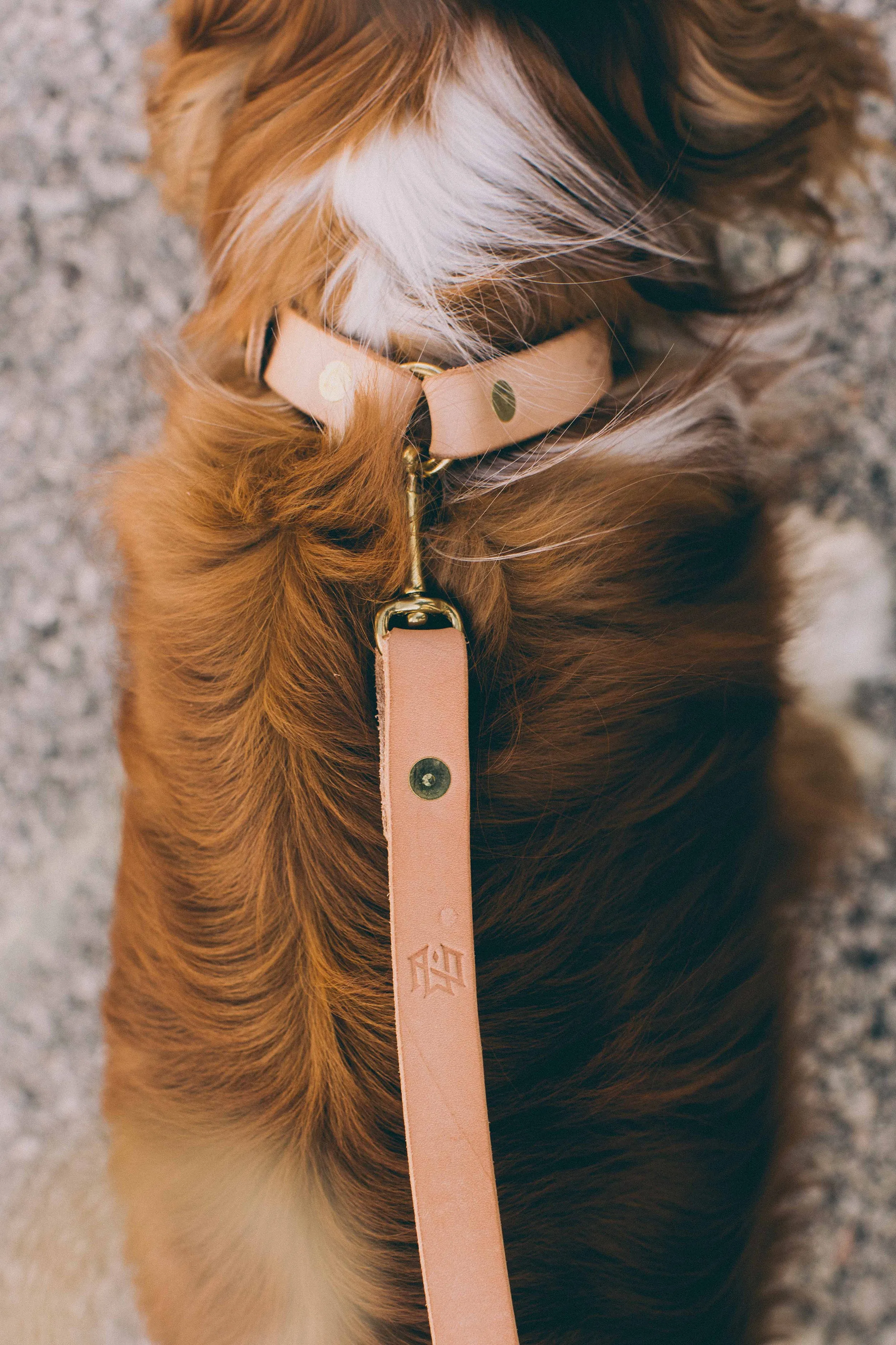 Small Dog Leash