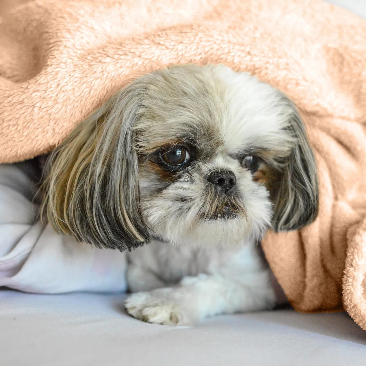 Soft Blanket - Reversible Lightweight Breathable Warm Cozy Throw Blanket for Couch - Tuft Bush - 30x40 Inches