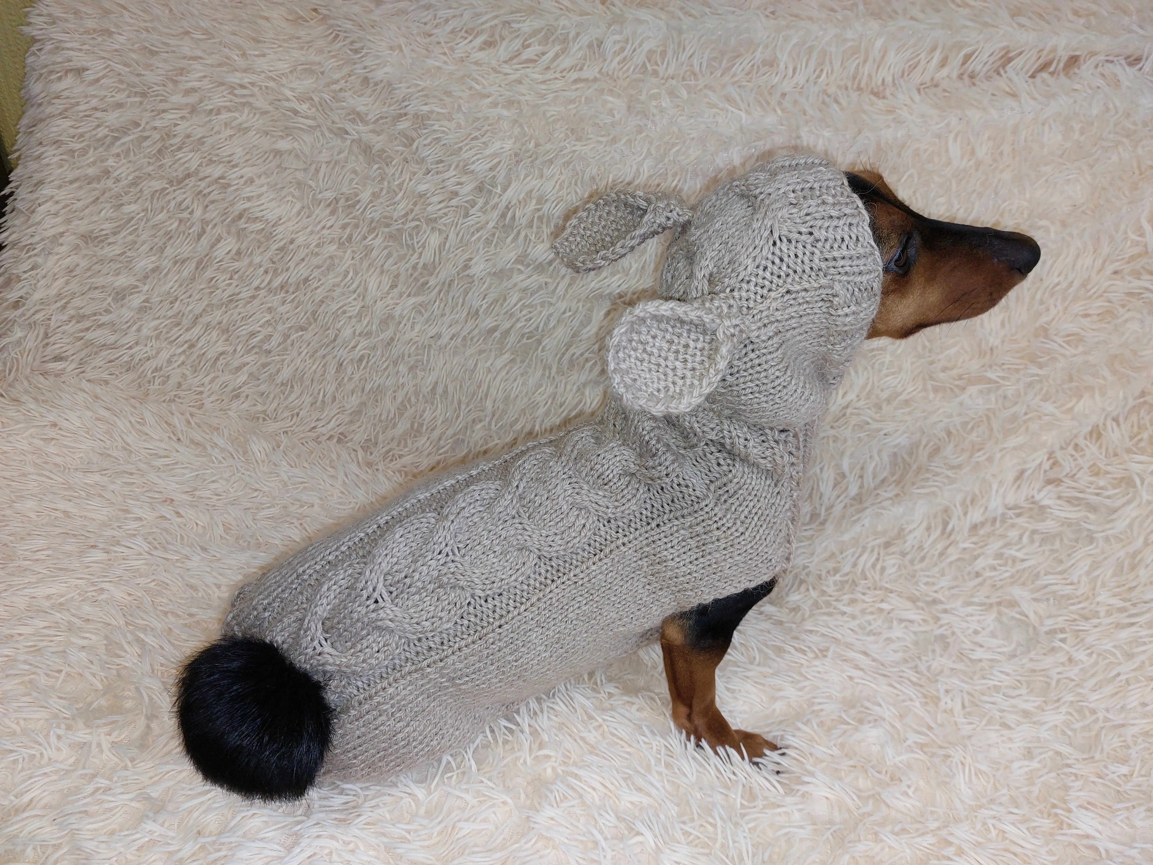 Sweatshirt for pet rabbit