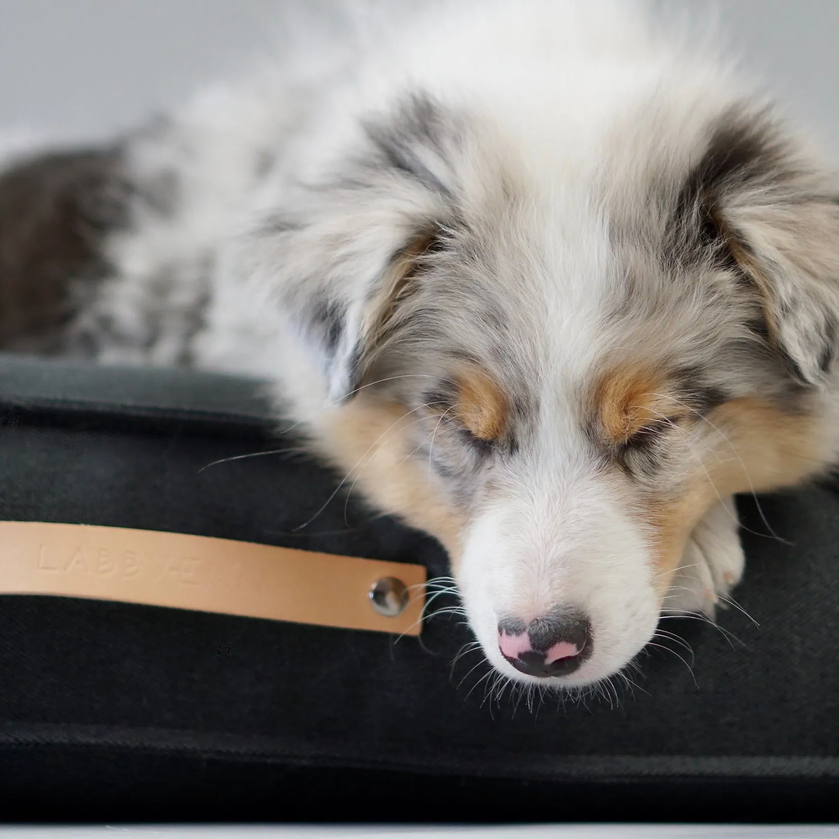 TÖVE Dog Cushion