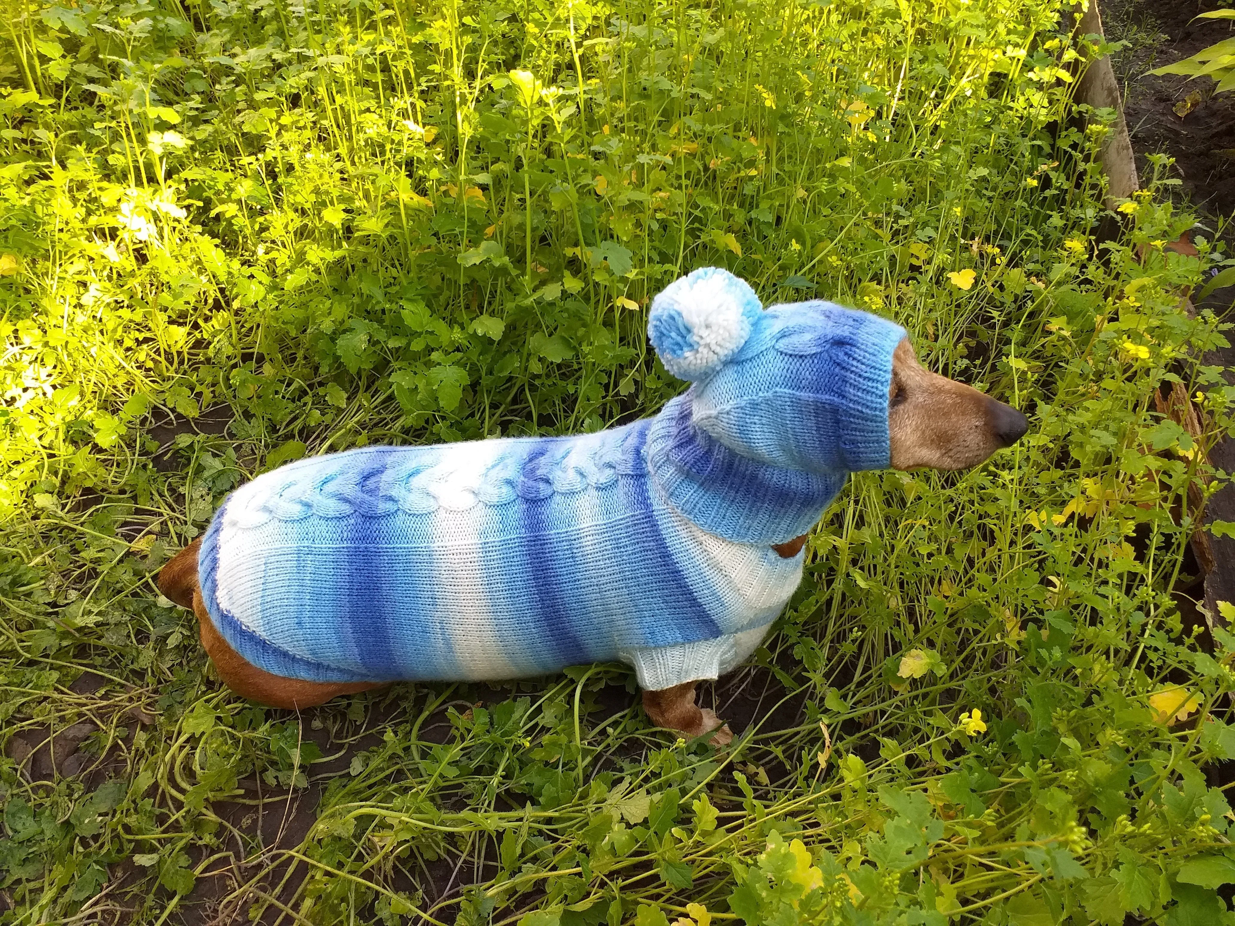 Winter set sweater and hat for dogs dachshund